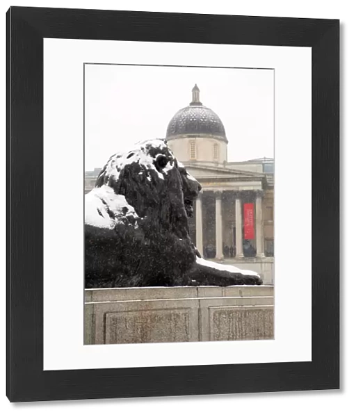 Snow on a lion and the National Gallery in Trafalgar Square, London