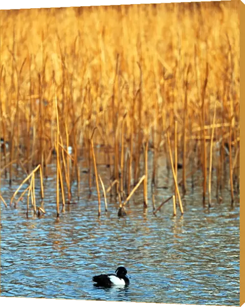 Ducks and reeds in the lake at Ueno, Tokyo, Japan