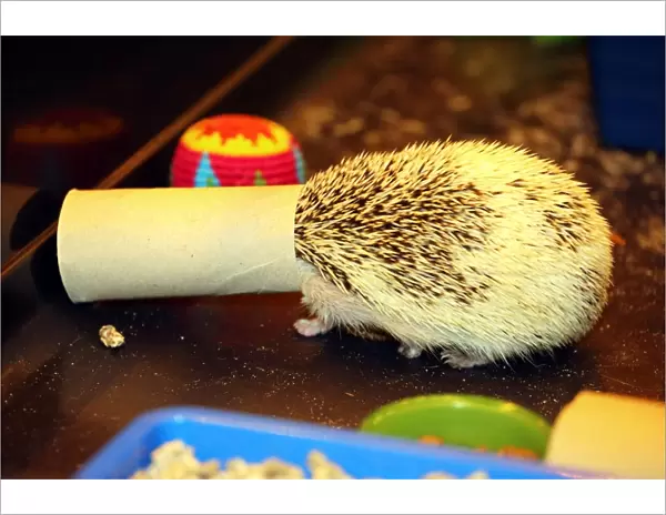 Cali the Hedgehog gets her head stuck when playing with a toilet roll at the London Pet Show 2013