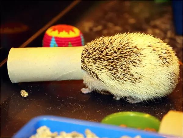 Cali the Hedgehog gets her head stuck when playing with a toilet roll at the London Pet Show 2013