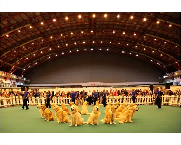 Southern Golden Retriever Display Team dog display at the London Pet Show 2013