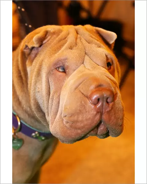 Lily the Shar Pei dog at the London Pet Show 2013