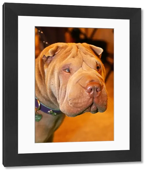 Lily the Shar Pei dog at the London Pet Show 2013