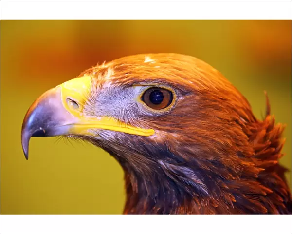 Portrait of a Golden Steppe Eagle at the London Pet Show 2013