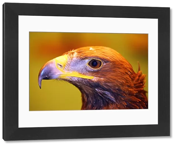 Portrait of a Golden Steppe Eagle at the London Pet Show 2013