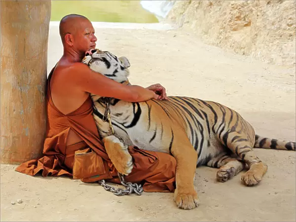 Buddhist Monk hugging Tiger at the Tiger Temple in Kanchanaburi, Thailand