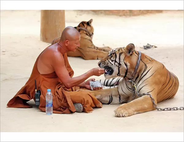 Buddhist Monk feeding Tiger at the Tiger Temple in Kanchanaburi, Thailand