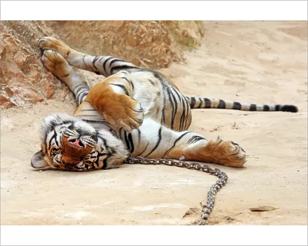 Cute tiger relaxing at theTiger Temple in Kanchanaburi, Thailand