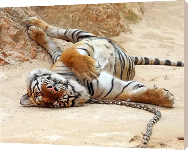 Cute tiger relaxing at theTiger Temple in Kanchanaburi, Thailand
