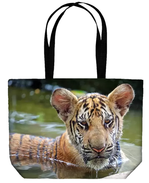 Cute tiger cub playing in the water at theTiger Temple in Kanchanaburi, Thailand