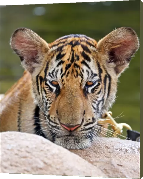 Cute tiger cub portrait at theTiger Temple in Kanchanaburi, Thailand