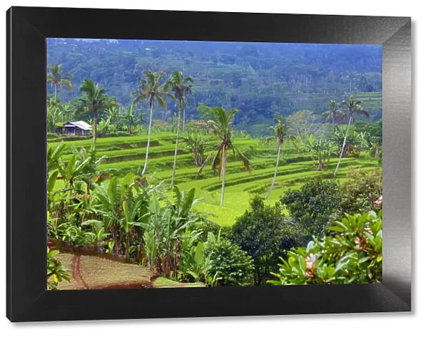 Rice terraces and palm trees in Mekarsari, Bali, Indonesia