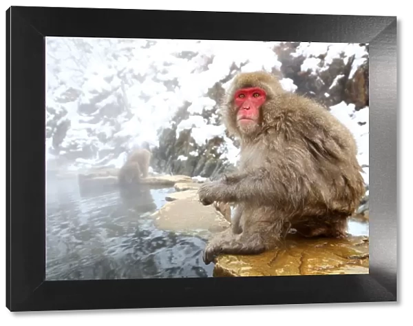 Japanese Macaque Snow Monkey at the hot spring, Nagano, Japan