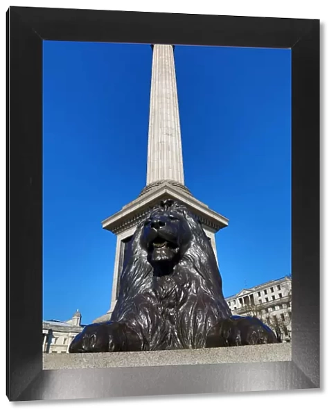 Nelsons Column and lion statue in Trafalgar Square, London, England