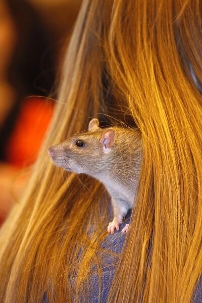Agouti Rat in hair at the London Pet Show