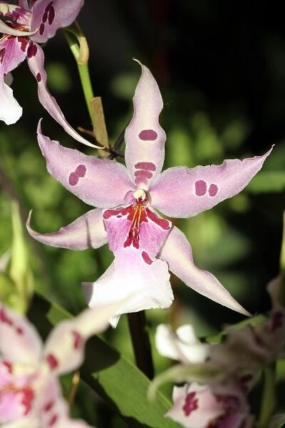 Beallara Morning Joy Orchid