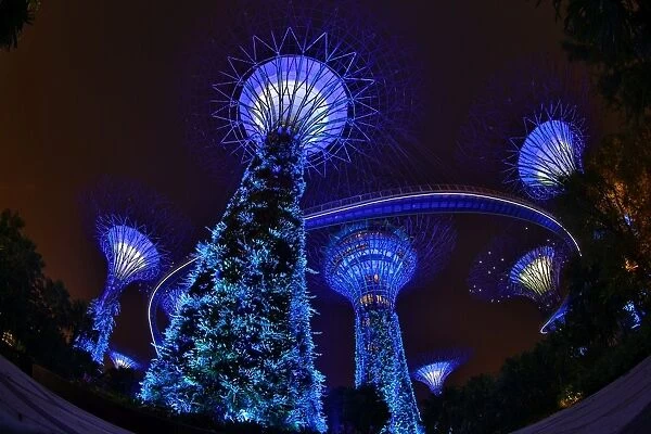 Blue lights of the futuristic Supertrees Grove, Singapore
