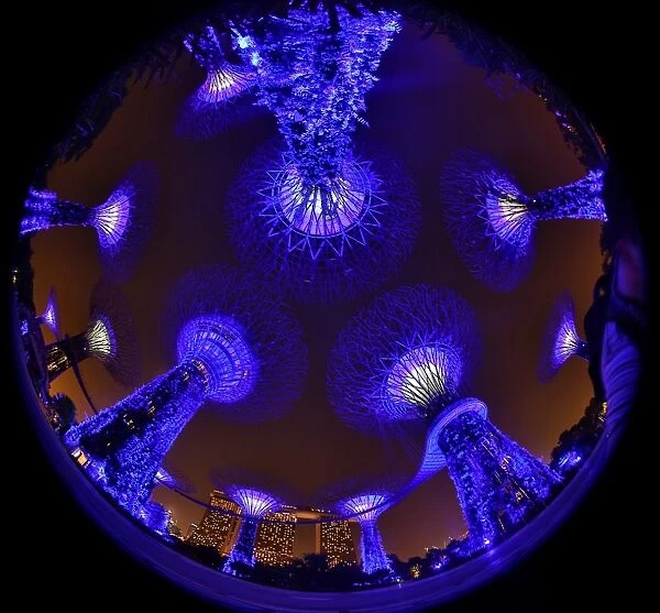 Blue lights of the futuristic Supertrees in the Supertree Grove at the Gardens by the Bay in Singapore, Republic of Singapore
