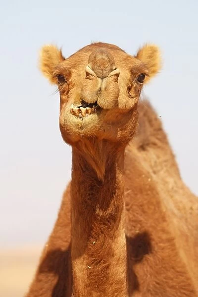 Camel in the desert in Amman, Jordan