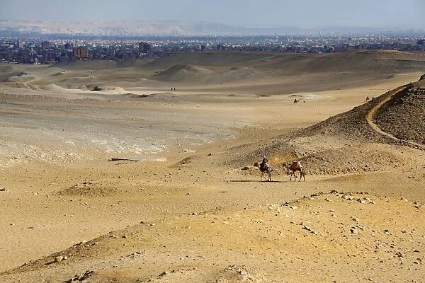 Camels in the desert on the Giza Plateau, Cairo, Egypt
