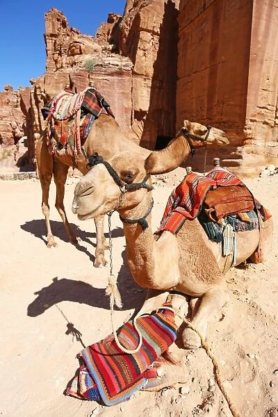 Camels in the rock city of Petra, Jordan