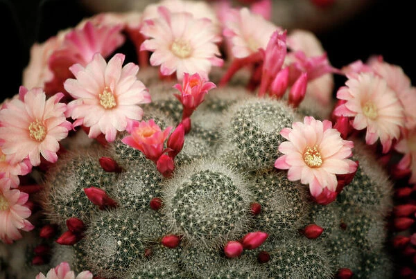 Chelsea Flower Show - Rebutia ' Joy' flowering cactus