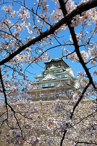 Cherry Blossom season around Osaka Castle, Osaka, Japan