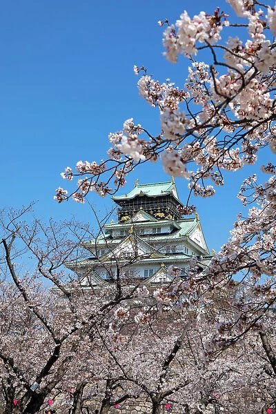 Cherry Blossom season around Osaka Castle, Osaka, Japan