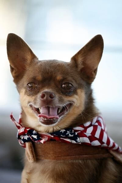 Dog. Chihuahua wearing a scarf