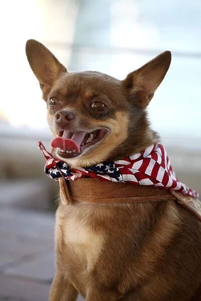 Dog. Chihuahua wearing a scarf