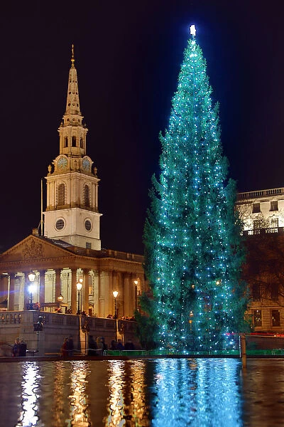 Christmas Tree in Trafalgar Square, London