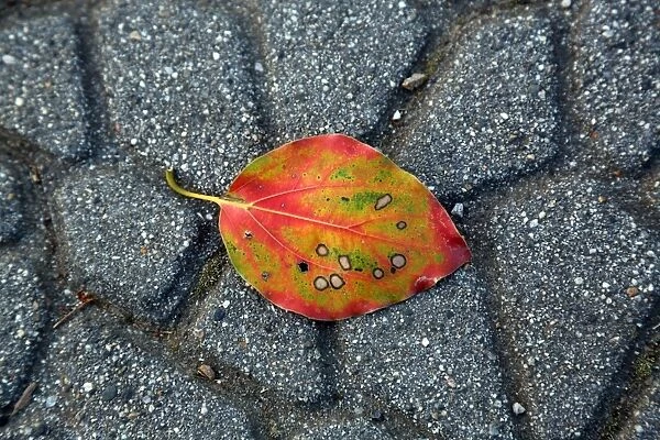 Colourful leaf on the path in the park at Ueno, Tokyo, Japan