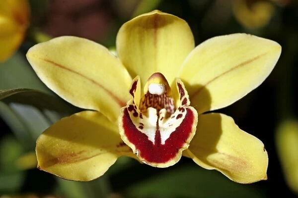 Cymbidium Loch Glow Orchid