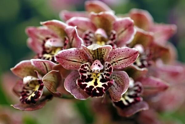 Cymbidium Vogels Magic Orchid