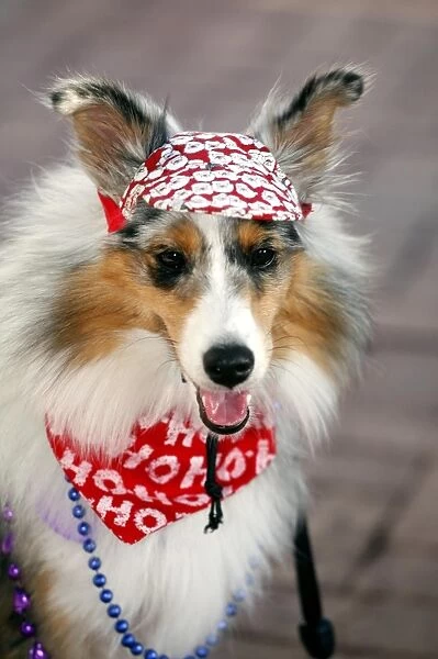 Dog wearing a cap and scarf