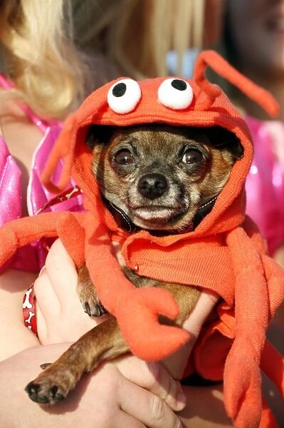 Dog wearing a lobster costume
