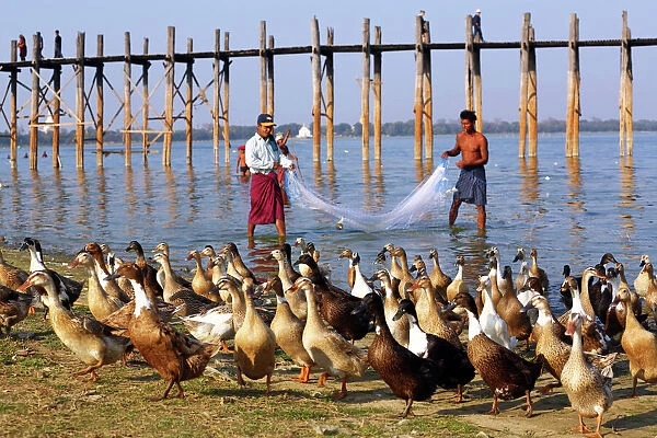 Ducks and the U Bein Bridge in Amarapura, Mandalay, Myanmar