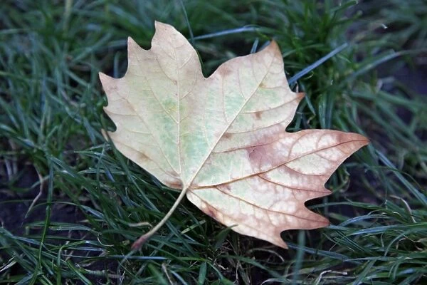 A fallen leaf in the grass