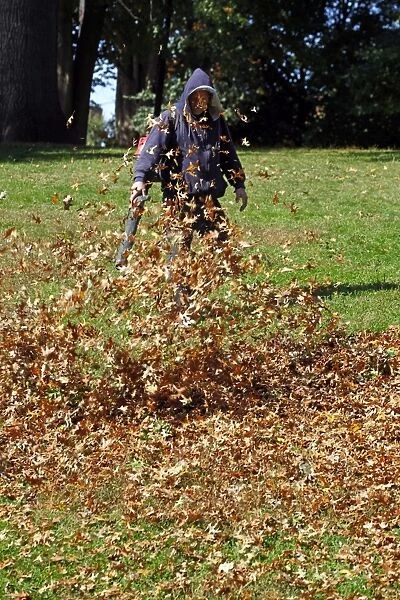 Fallen leaves being cleared during the Fall season of Autumn
