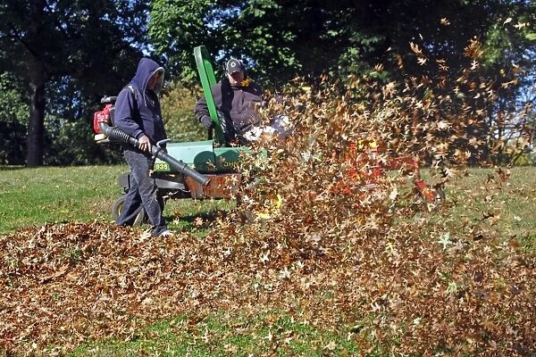 Fallen leaves being cleared during the Fall season of Autumn