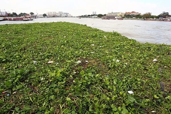 Floating vegetation on the Chao Phraya River in Bangkok, Thailand