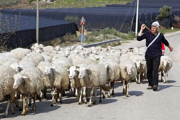 Flock of sheep near Marsala, Sicily, Italy