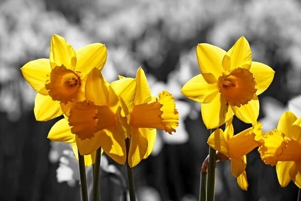 Flowers in Spring. Yellow Daffodils blooming, spot colour