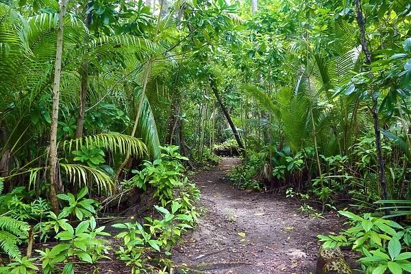 Forest path through tropical vegetation, Carp Island, Republic of Palau, Micronesia