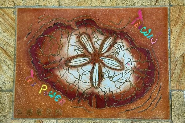 Fossil tile at the Yehliu GeoPark, Wanli in Taiwan