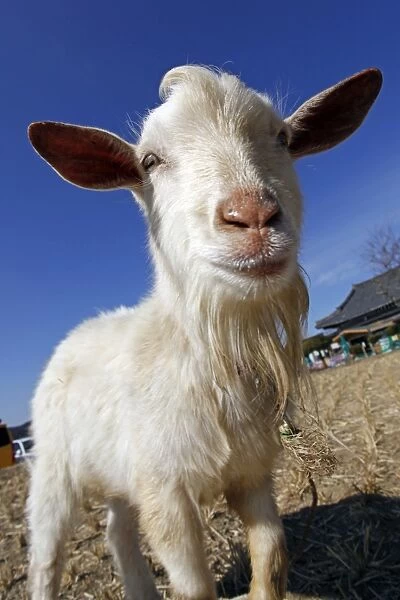 Goat in Gyeongju, South Korea
