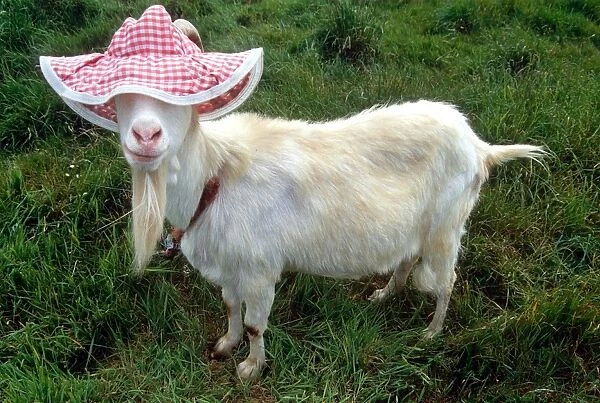 Gordon the Goat wearing a floppy hat