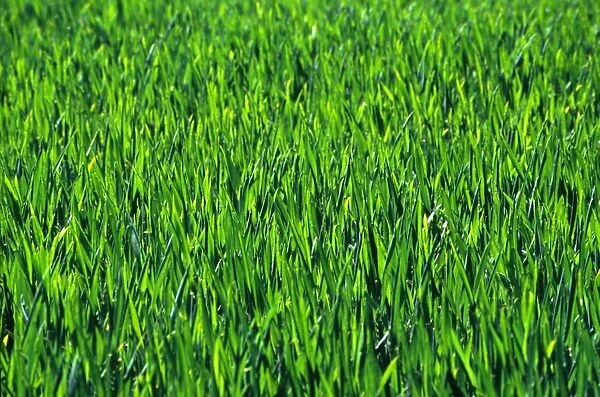 Green Grass. Blades of grass on a green lawn