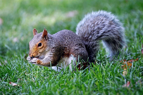 Grey squirrel. Grey Squirrel on Boston Common, Boston, Massachusetts, America