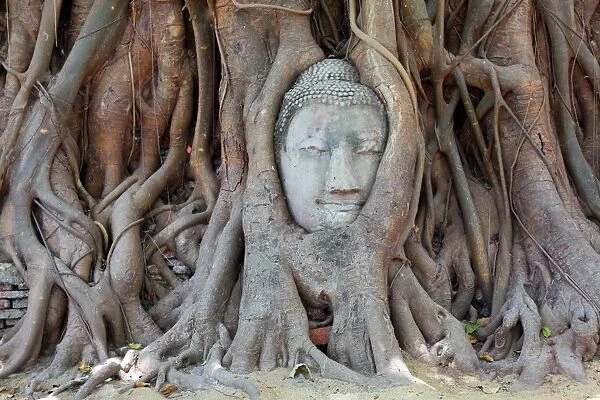 The head and face of Buddha in the roots of a Bodhi tree in Wat Mahathat, Ayutthaya, Thailand